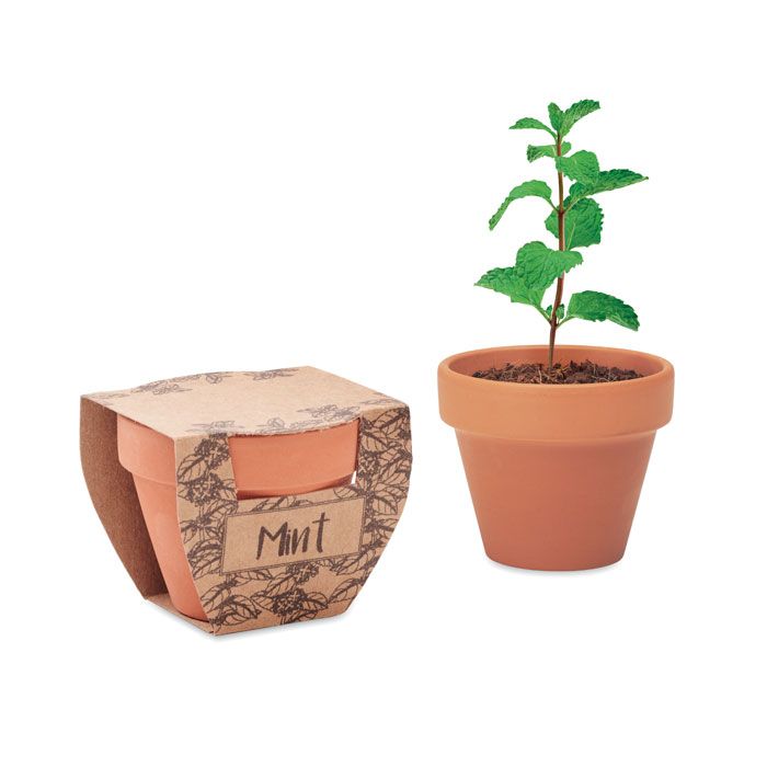 MINT POT. Semi di menta in vaso
